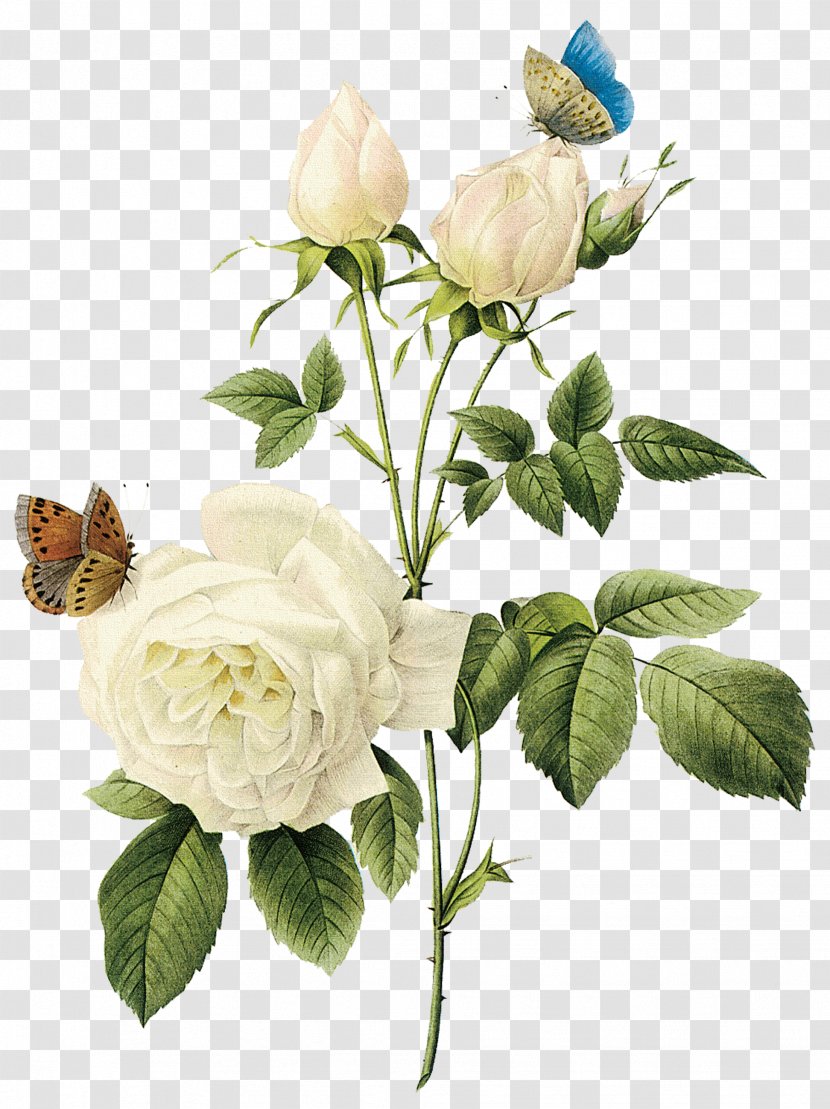 Dream - Garden Roses - Cut Flowers Transparent PNG