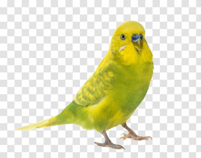 Parrot Bird Cockatiel Budgerigar Finch - Green Transparent PNG