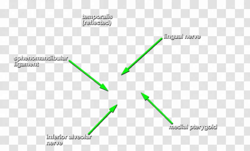 Diagram Graphics Product Design Green Line - Grass Transparent PNG