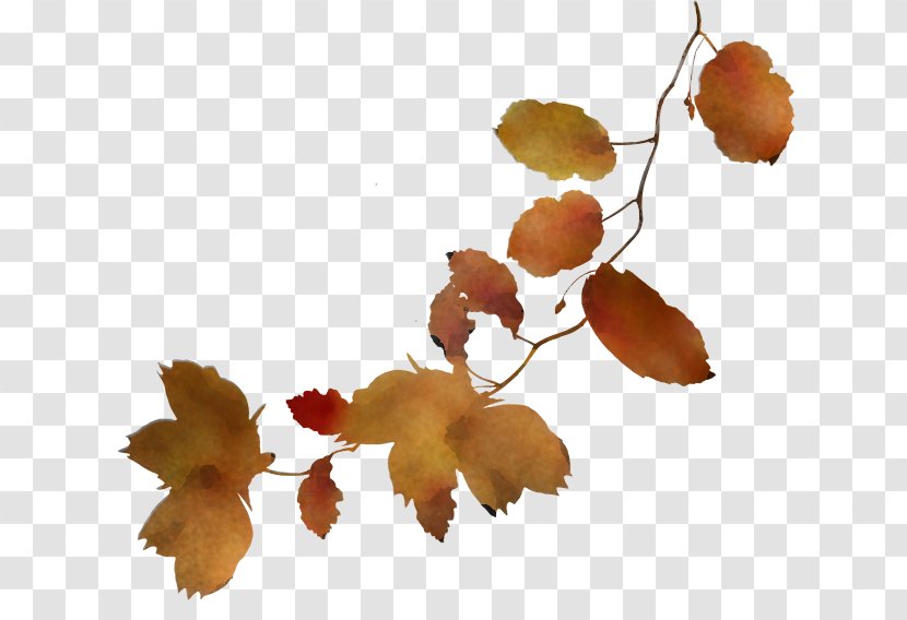 Plane - Leaf - Black Maple Deciduous Transparent PNG