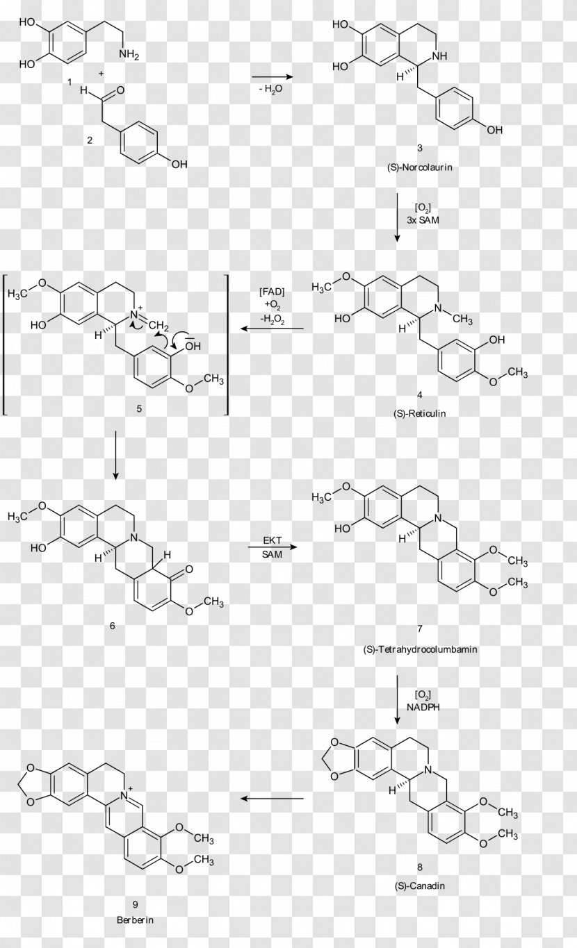 Berberine Atovaquone MRSA Super Bug Alkaloid Pharmaceutical Drug - Area - Point Transparent PNG