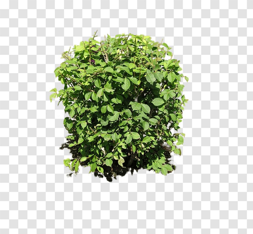 Shrub Vascular Plant - Grass Transparent PNG