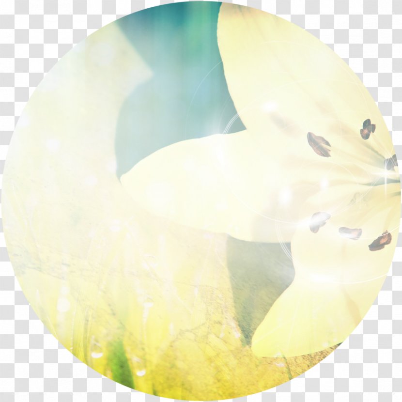 White Yellow Organism Animal - WORSHIP Transparent PNG