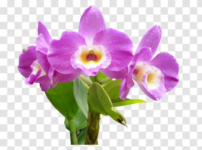 Leather Flower Moth Orchids Cut Flowers - Pink - Tem Transparent PNG