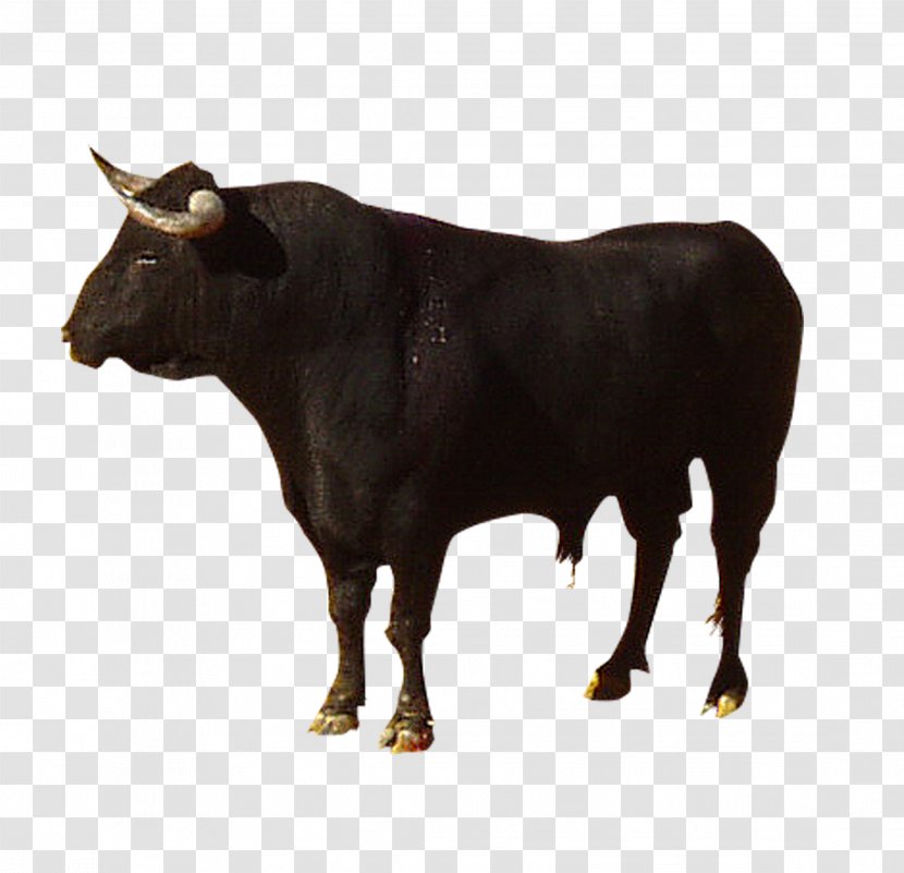 Highland Cattle Camargue Spanish Fighting Bull Brava Zebu - Watercolor - Cow Black Transparent PNG