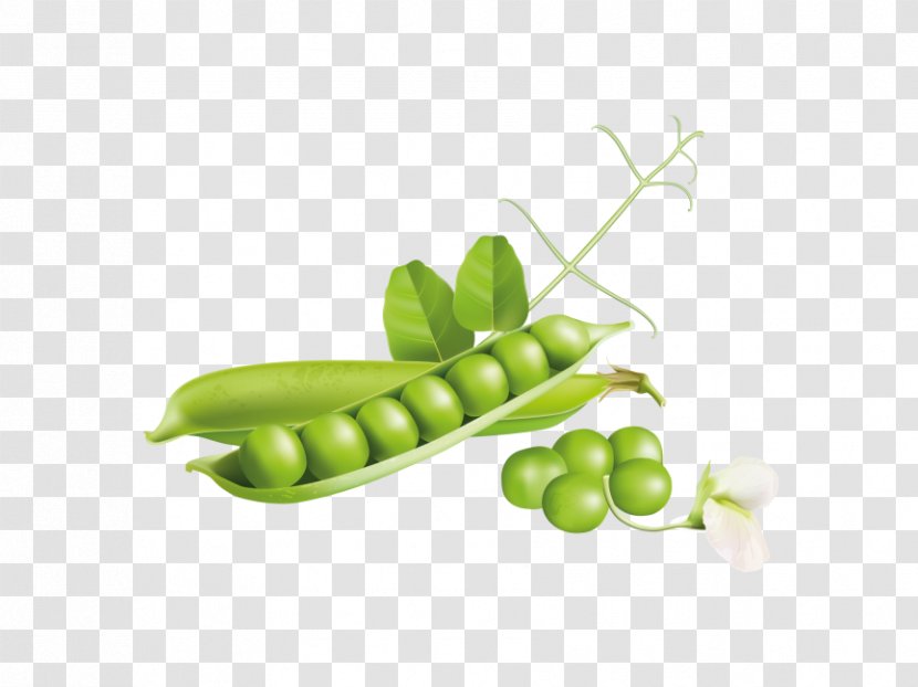 Pea Legume Snap Snow Peas Green - Food - Family Transparent PNG