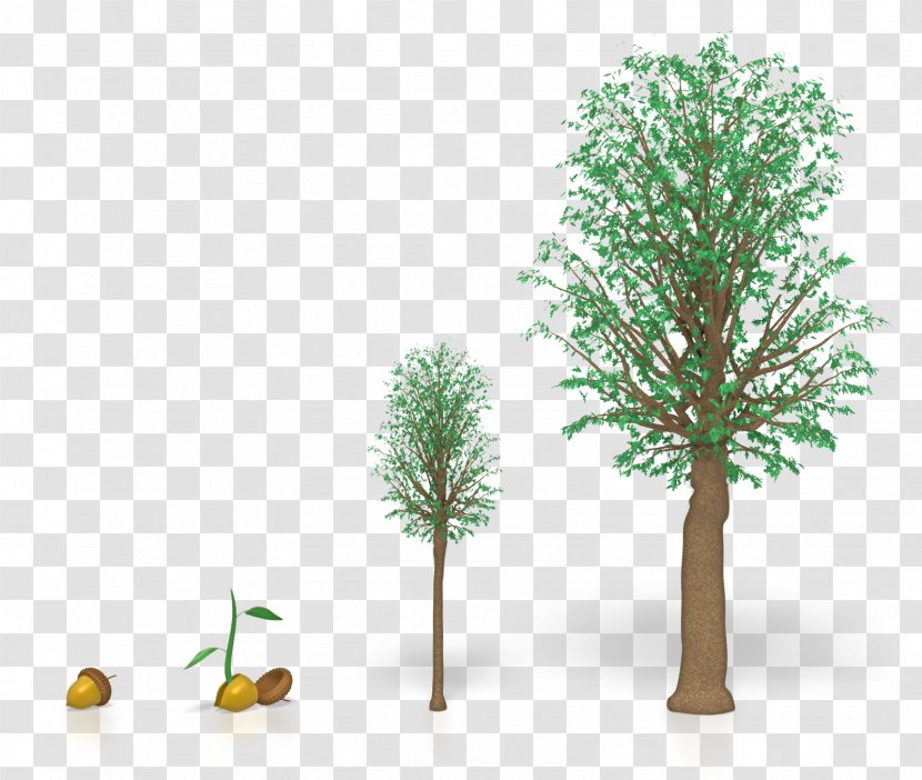 Clip Art Tree Oak Wood Plants - Plant Transparent PNG
