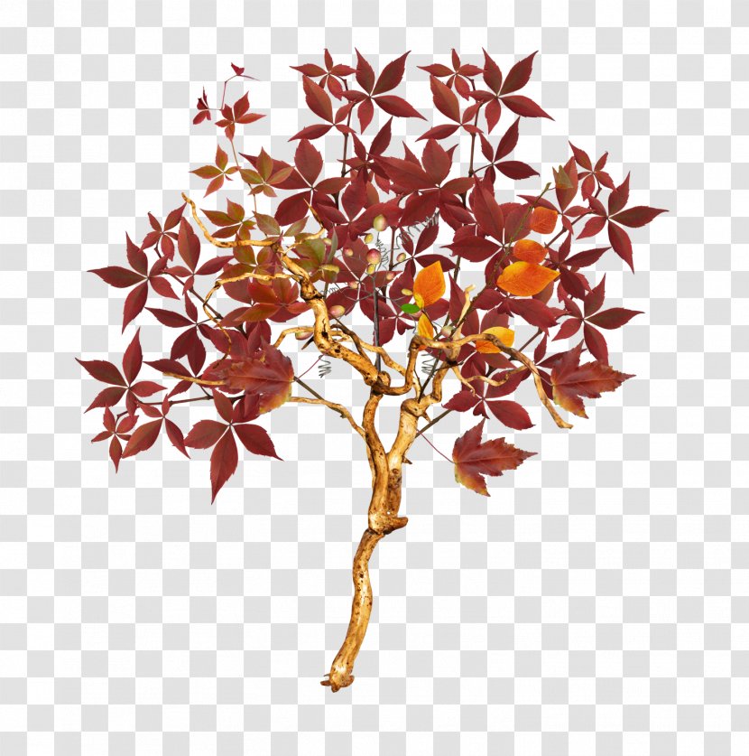 Tree Autumn Euclidean Vector - Maple Transparent PNG