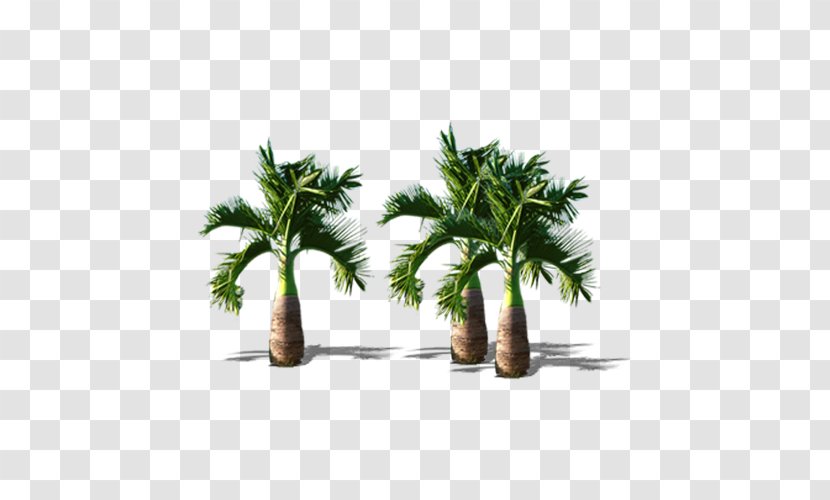 Arecaceae Tree Coconut - Dwarf Trees Transparent PNG