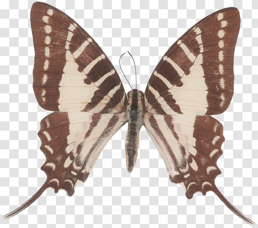 Butterfly Green Swordtail Graphium Agamemnon Antiphates Sarpedon - Weiskei Transparent PNG