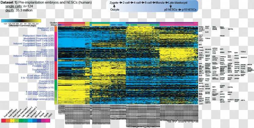 Transcriptome RNA-Seq Computer Software DNA Microarray Data Set - Multimedia - Discov Transparent PNG