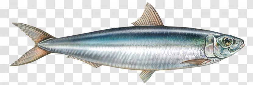 Sardine Milkfish Yellowfin Tuna - Fish - Eat Transparent PNG