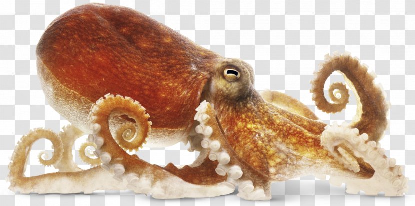 Octopus Cephalopod Dorling Kindersley The New Children's Encyclopedia Squid - Book - Octapus Transparent PNG