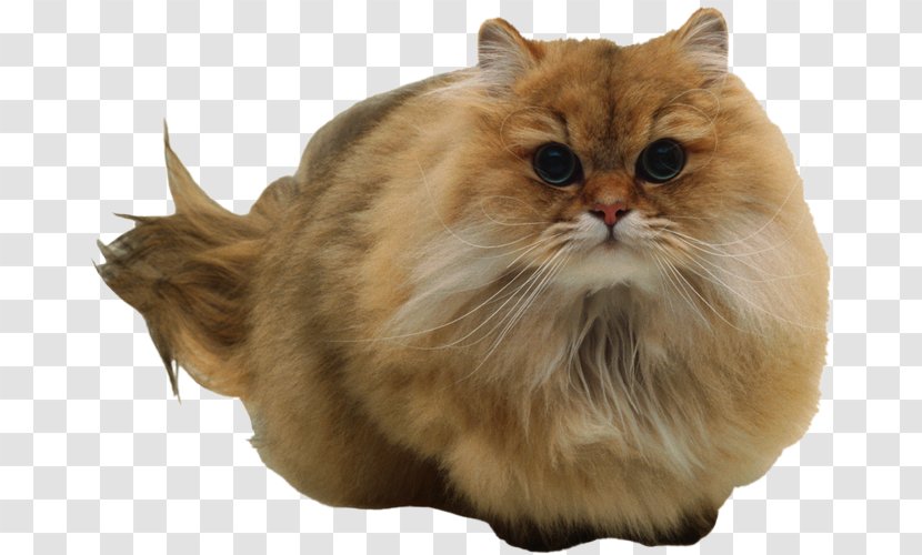 Persian Cat Norwegian Forest Whiskers British Semi-longhair Cymric - Napoleon Transparent PNG