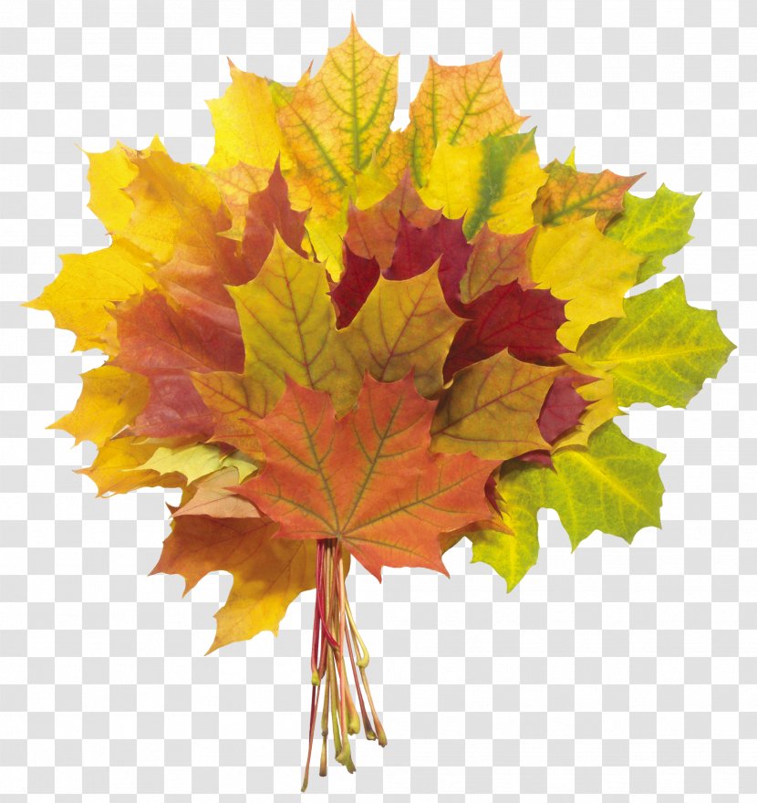 Autumn Leaf Color Flower Bouquet - Paintshop Pro - Leaves Image Transparent PNG