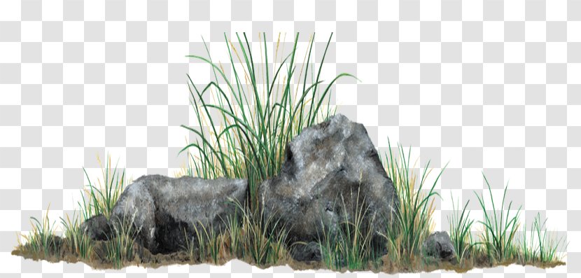 Grasses Rock Clip Art - Cat Like Mammal - Grass Transparent PNG