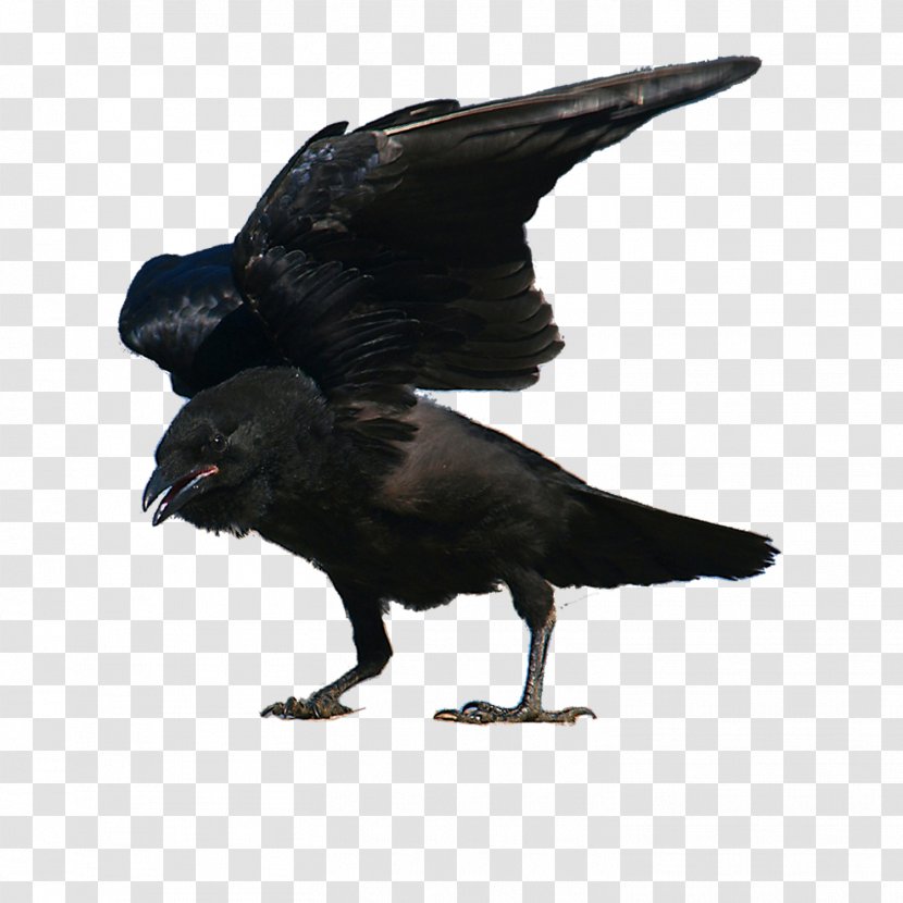 American Crow New Caledonian Rook Bird Passerine - Like Transparent PNG