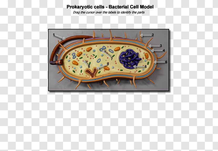 Bacterial Cell Structure Prokaryote Biology - Microbiology - BACTERIUM Transparent PNG