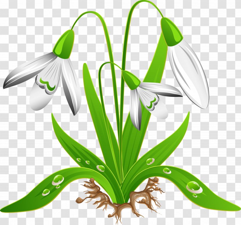 Crocus Vernus Snowdrop Flower Clip Art Transparent PNG