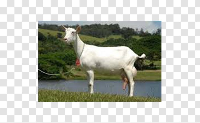 Saanen Goat Alpine Toggenburg Boer Barbari - Horn - Milk Transparent PNG