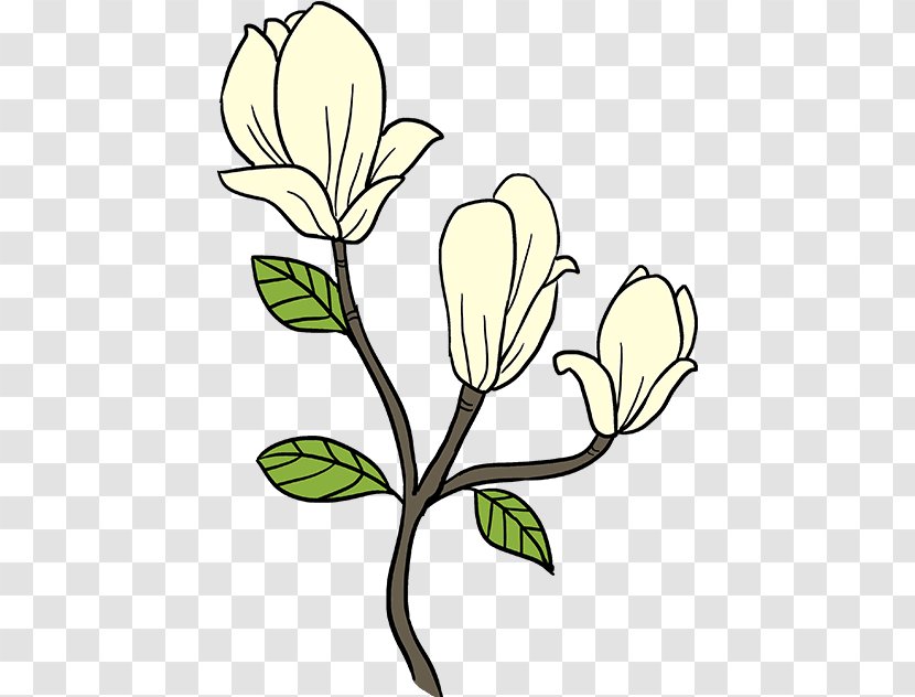 Doodle Drawing Clip Art Southern Magnolia - Plant - Clipart Transparent PNG