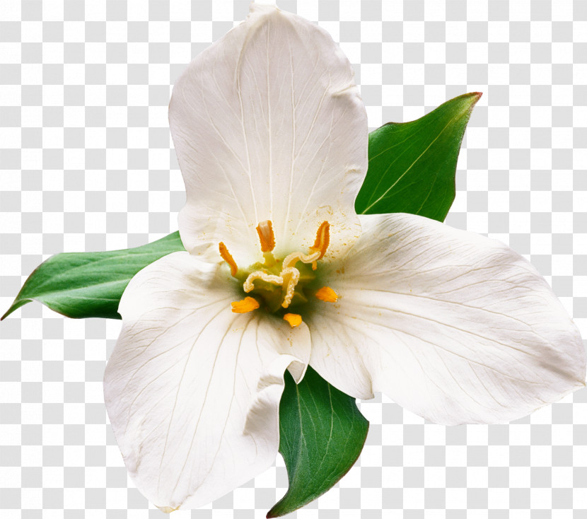 Flower White Petal Plant Mock Orange Transparent PNG
