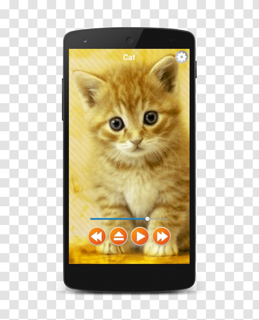 Kitten British Shorthair Popular Cat Names Cuteness Desktop Wallpaper Transparent PNG