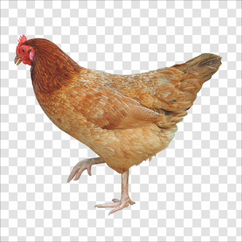 Crispy Fried Chicken Broiler Free Range Poultry Farming - Bird Transparent PNG