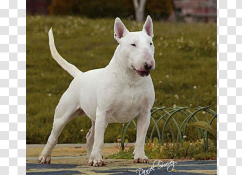 Miniature Bull Terrier American Pit And Old English - Staffordshire Transparent PNG
