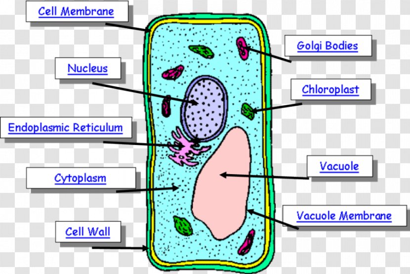 Plant Cell Human Body Diagram - Cartoon Transparent PNG