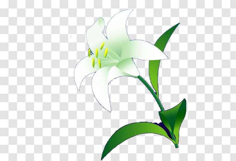 Lilium Flower Euclidean Vector - Plant - A Lily Transparent PNG