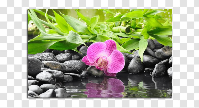 Stock Photography Flower Rock Zen Pebble Transparent PNG