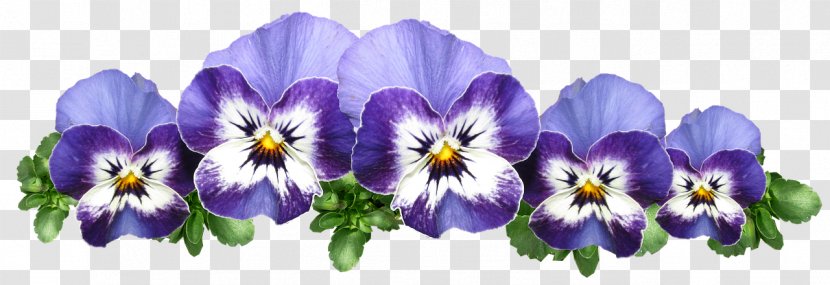 Drawing Of Family - Pansy - Wildflower Violet Transparent PNG