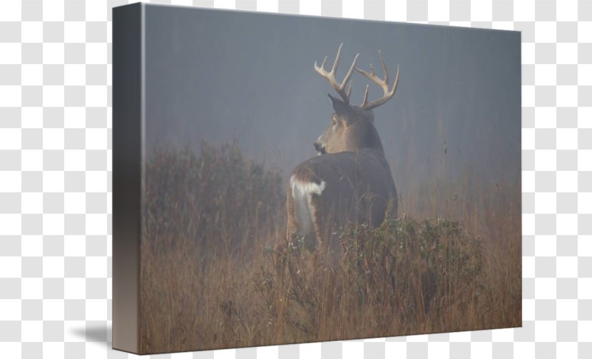 Deer Antler Fauna Stock Photography - Foggy Morning Transparent PNG
