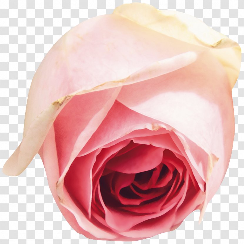 Garden Roses Centifolia Floribunda Pink Flower - Rosa Transparent PNG