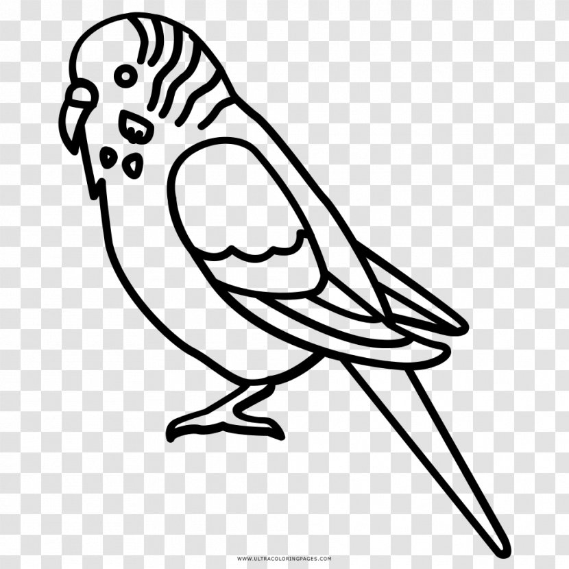 Budgerigar Bird Parakeet Parrot Clip Art - Organism Transparent PNG