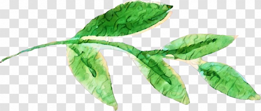 Plants Plant Stem Leaf Holly Watercolor Painting - Medicinal - Flowering Transparent PNG