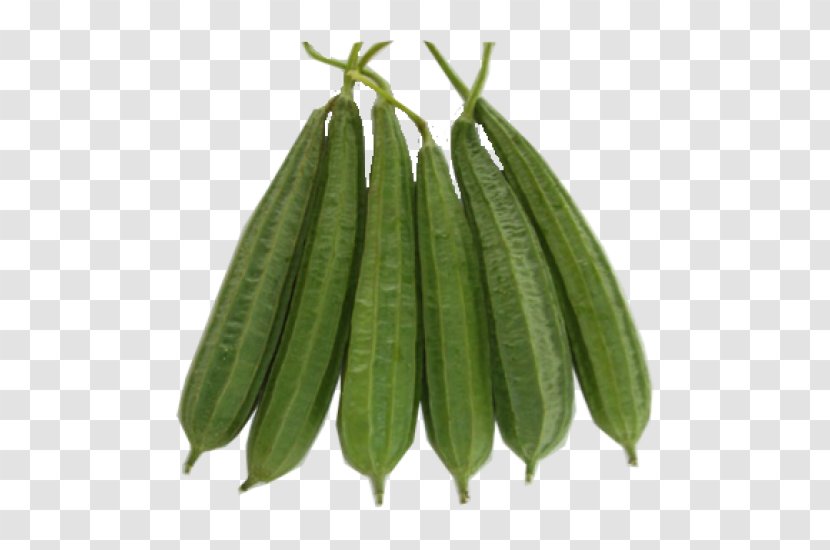 Luffa Acutangula Gourd Vegetable Rajma Cucurbitaceae Transparent PNG