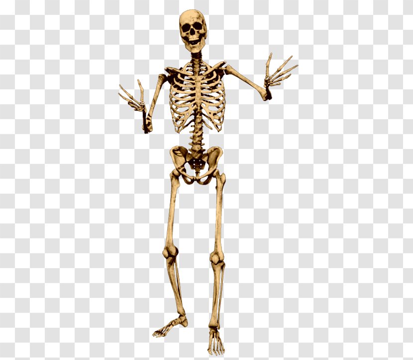 Human Skeleton Bone Skull - Silhouette Transparent PNG