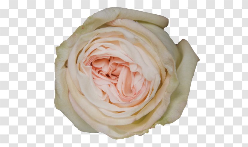 Garden Roses Flower Cabbage Rose Shrub - Order - Blue Transparent PNG
