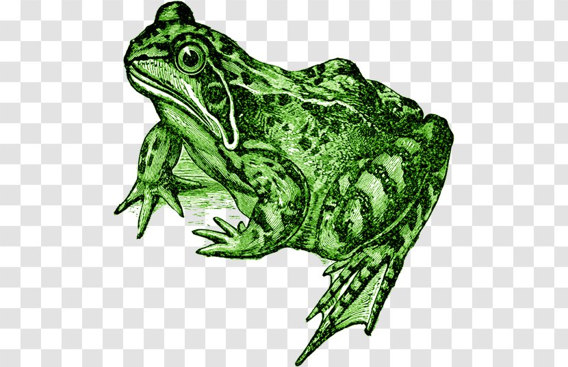 American Bullfrog Toad True Frog Tree - Amphibian Transparent PNG