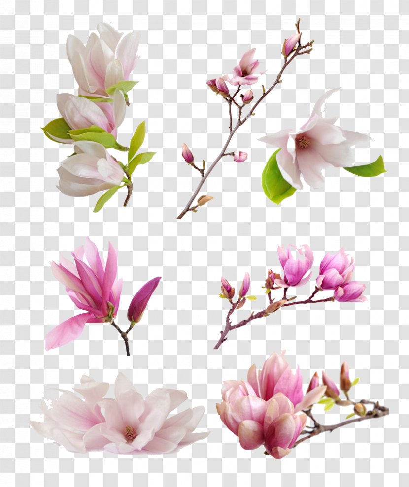 Magnolia Denudata Liliiflora Petal Flower - Free Flowers Pull Material Transparent PNG
