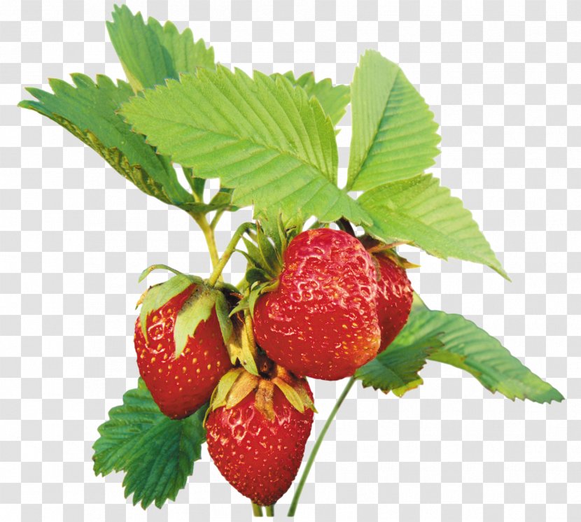 Musk Strawberry Clip Art - Fruit Transparent PNG