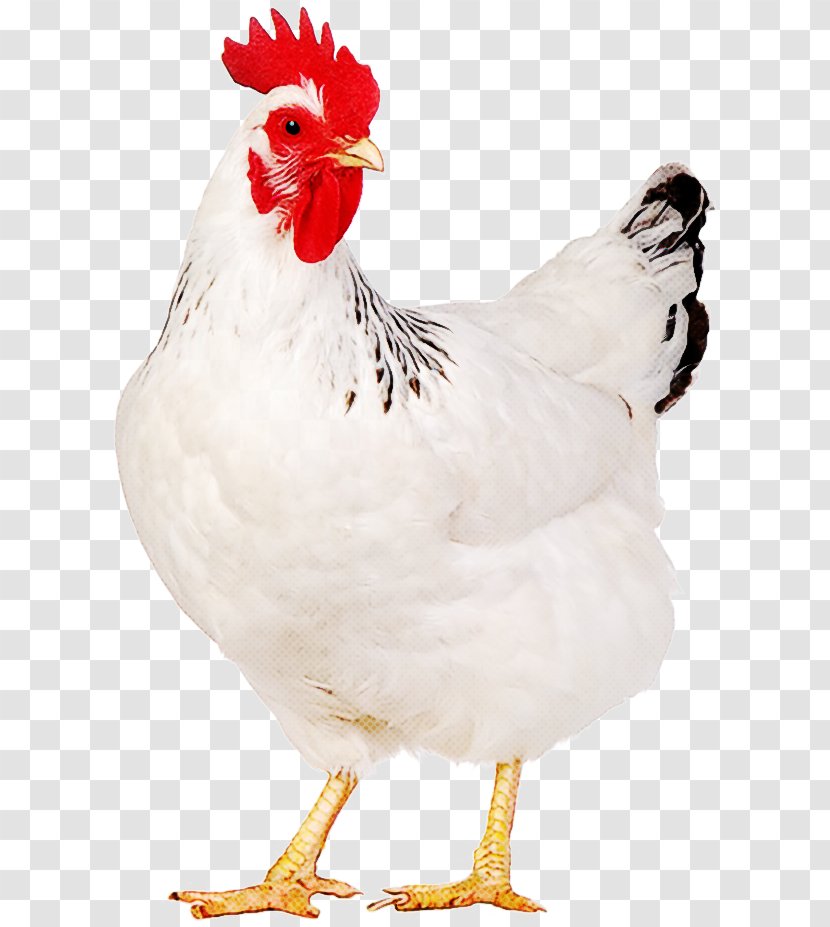 Bird Chicken White Rooster Beak - Fowl Poultry Transparent PNG