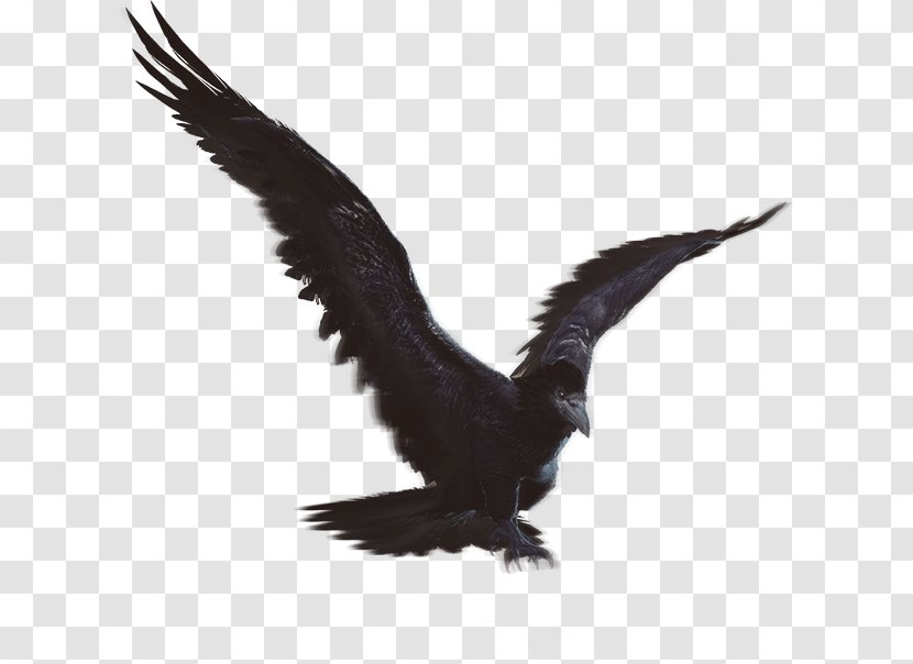 Eagle Fauna Vulture Beak Feather Transparent PNG