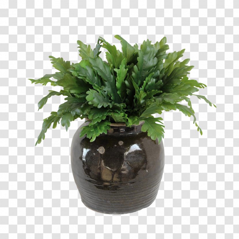 Fern Flowerpot Houseplant Evergreen Tree - Vascular Plant Transparent PNG