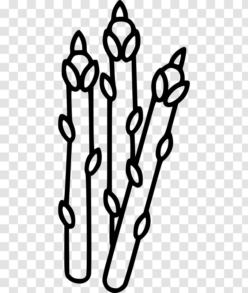 Clip Art Computer File - Black And White - Asparagus Racemosus Benefits Transparent PNG