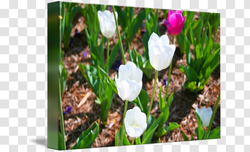 Crocus Meadow Tulip Wildflower Petal - Iris Family Transparent PNG