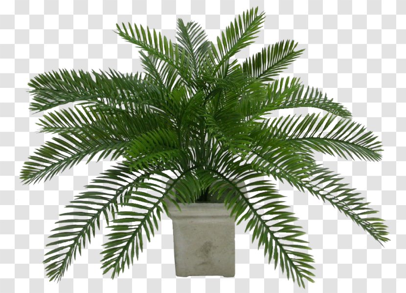 Coconut Oil Palms Date Palm Flowerpot Arecaceae - Tree Transparent PNG