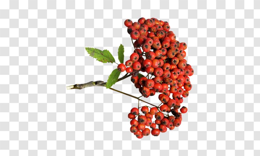 Lingonberry Auglis Zante Currant - Sorbus - Natural Foods Transparent PNG